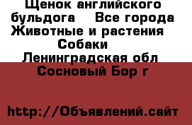 Щенок английского бульдога  - Все города Животные и растения » Собаки   . Ленинградская обл.,Сосновый Бор г.